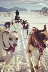 Husky, Fjord & Winter<br />WOW! Tour