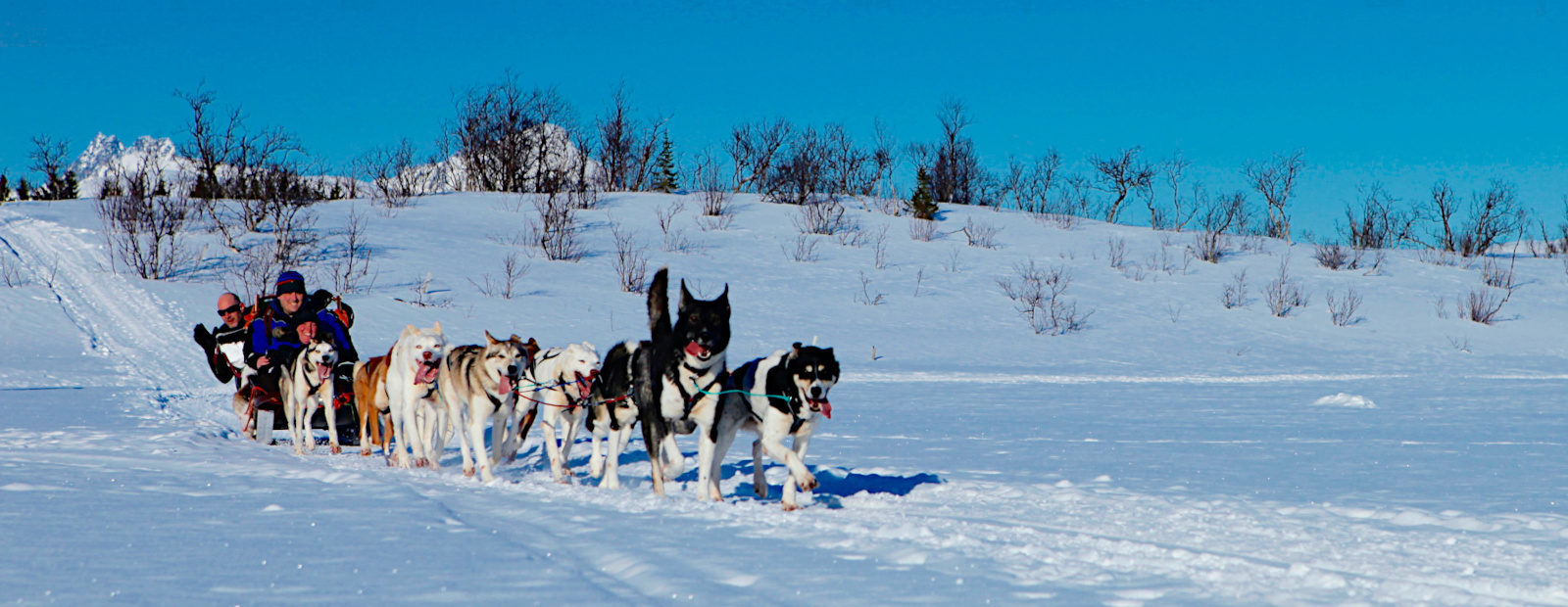 tromso_husky_dog_sledding_fjord_winter_tour_English